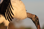 Wood Stork close side view, Wakodahatchee Wetlands, Florida