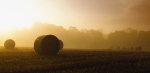 Evening Bales