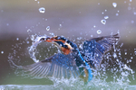 Diving Kingfisher surfaces with fish, Otterbourne, Hampshire