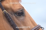 equiscotF5979