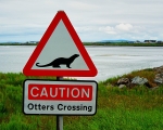 Otter Crossing Eriskay