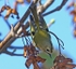 Goldcrest