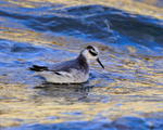 Grey Phalarope on the water at Farmoor Reservoir