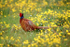 Pheasant