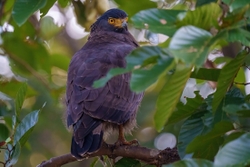 Crested Serpent Eagle