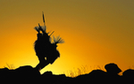 Sitting Bull Silhouette-1