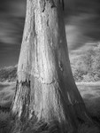 Tree Study in Infrared #2