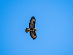 Common Buzzard