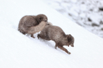 Arctic Foxes scuffling on slope, Hornstrandir, Iceland
