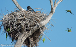 A jabiru nest and monk parakeets