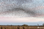 Starling Murmurations, Avalon Marshes_GS1101
