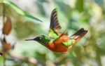 Chesnut Breasted Coronet