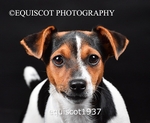 equiscot1937