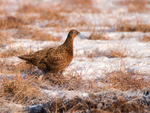 Red Grouse