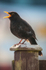 Blackbird-male_ACP_7423-1