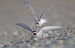 Arctic Terns - Sterna paradisaea
