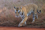 Male Tiger walking near track, Panna Reserve, Madhyra Pradesh, India
