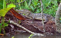 Costa Rican Wildlife portfolio