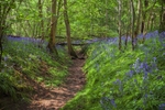 Dry stream through bluebells