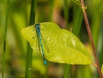 Azure Damselfly