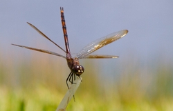 Dragonflies _0020