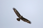 Common Buzzard