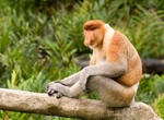 Male Proboscis Monkey