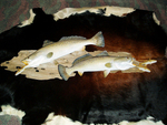 291/2 & 28 TROUT - SINSKI