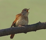 Nightingale