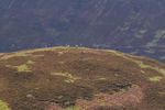 British Fell Relay-674