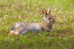 wild rabbit Oryctolagus cuniculus-121