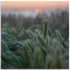 07082292 - Sunset, L'ancresse