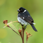 Variable Seedeater (male), Boquete, Panama