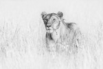Masai Mara 130223_RLP121675hkbw2