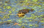 Marsh Frog
