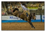 Saddle Bronc 5