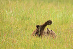 Brown Bear cub rolling on back leg in air, Silver Salmon Creek, Alaska