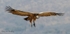 Coming in to land