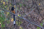 Rufous Treepie, Bandha...