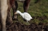 Cattle Egret