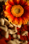 Flowers Set 09 - 05