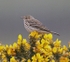 Meadow Pipit