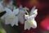 Orchid Odontoglossum Pulc1EE3
