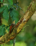 Black-striped Woodcreeper, Playa Cativo, Costa Rica