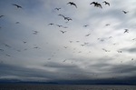 Kittiwakes