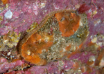 Novocrania anomala (TBC)