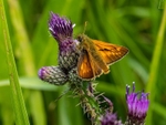 Large Skipper