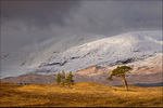 Mountain Trees