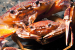 Liocarcinus depurator pair
