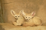 Fennec Foxes
